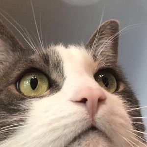 Meet your Posher, Sandy